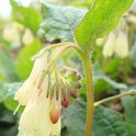 Symphytum tuberosum fleur
